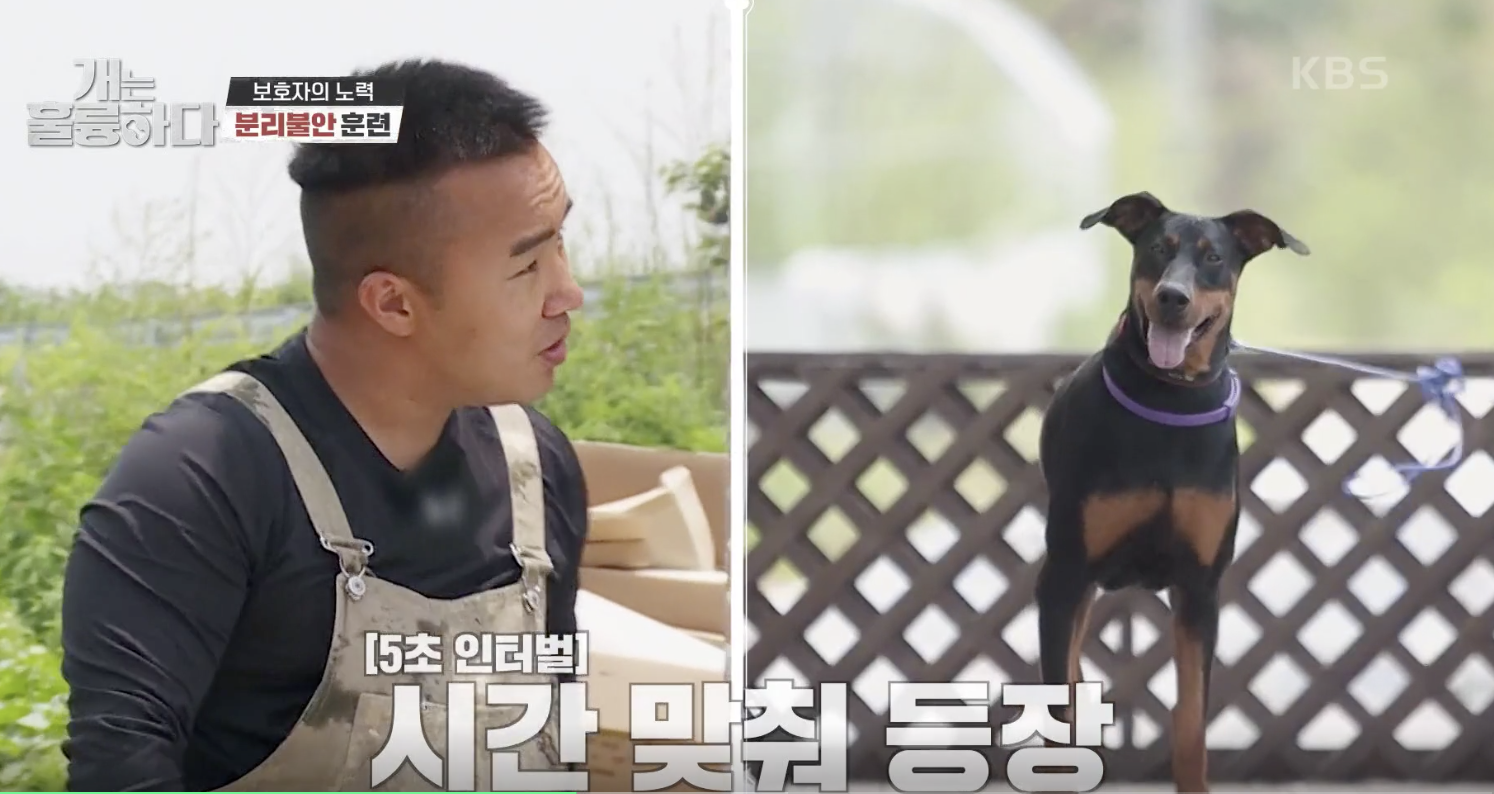 개는 휼륭하다 캡처