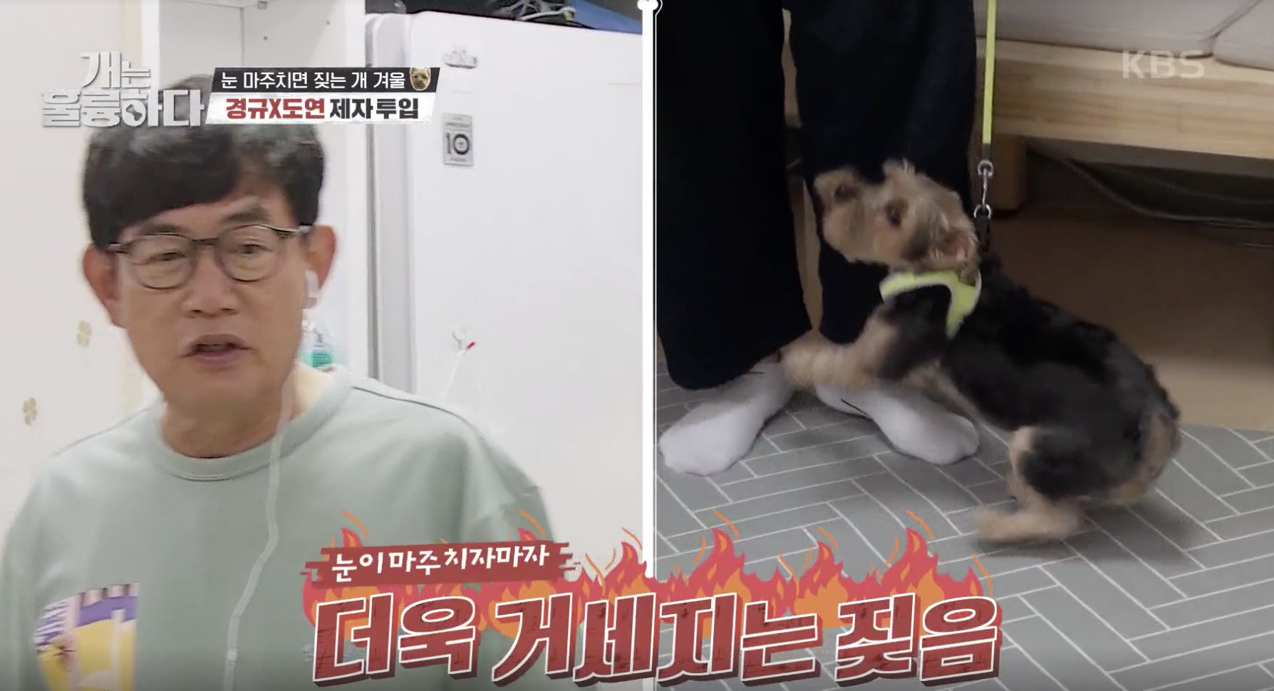 개는 훌륭하다 캡처