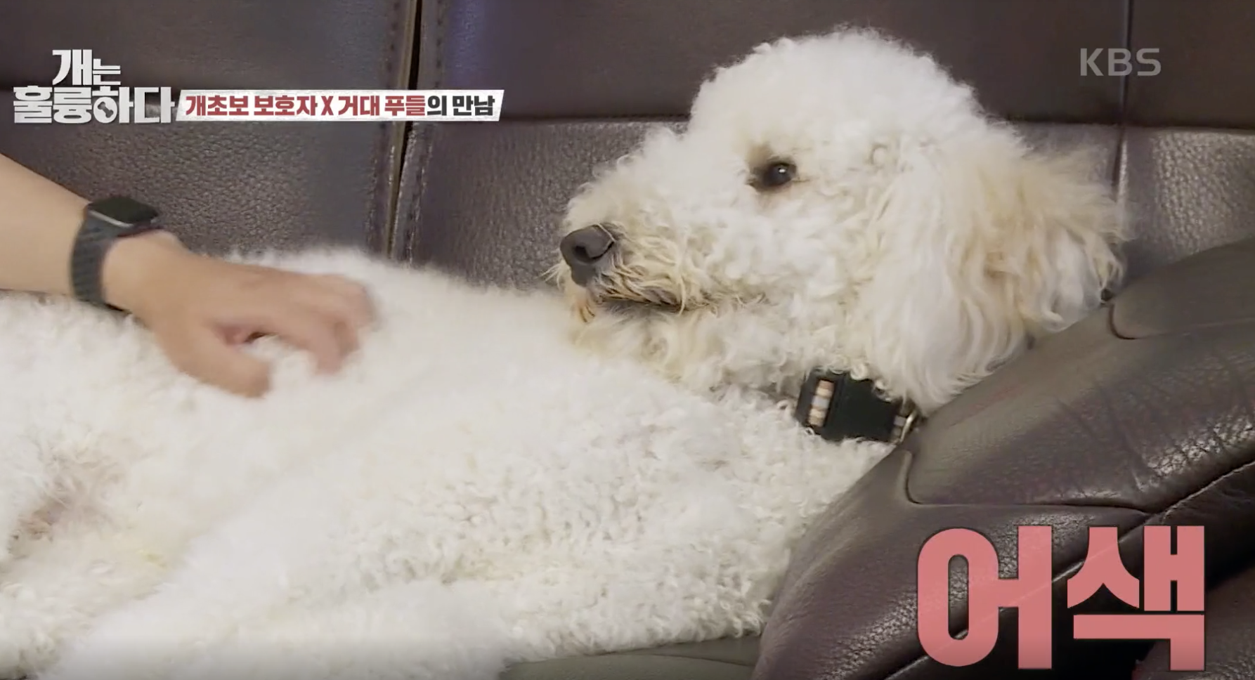 개는 훌륭하다 캡처