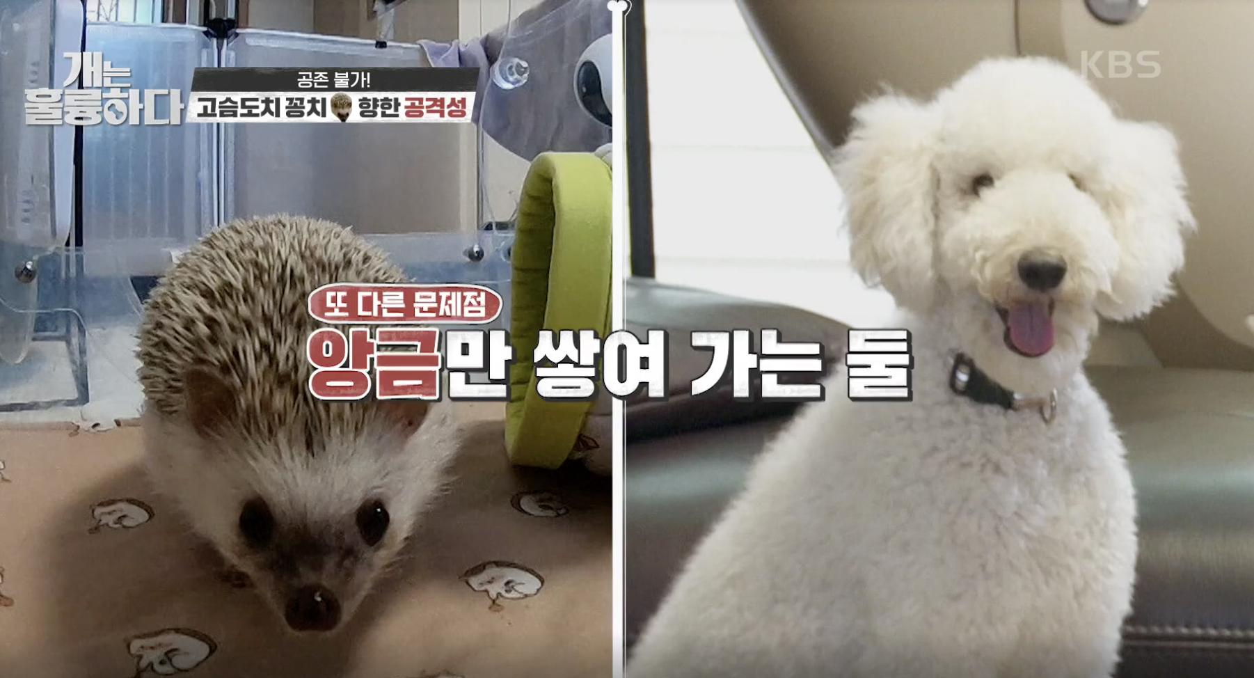 개는 훌륭하다 캡처