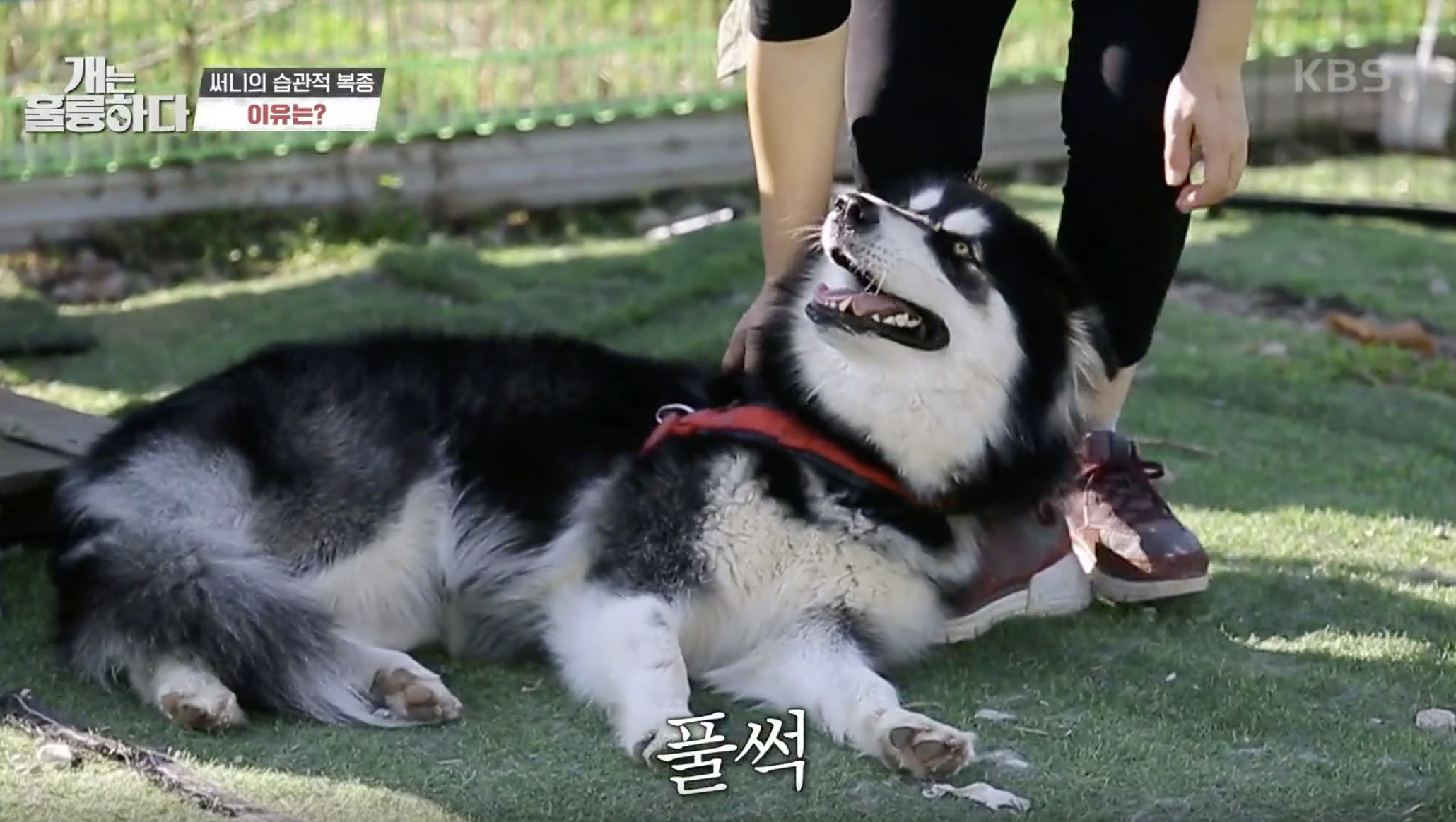 개는 훌륭하다 캡처