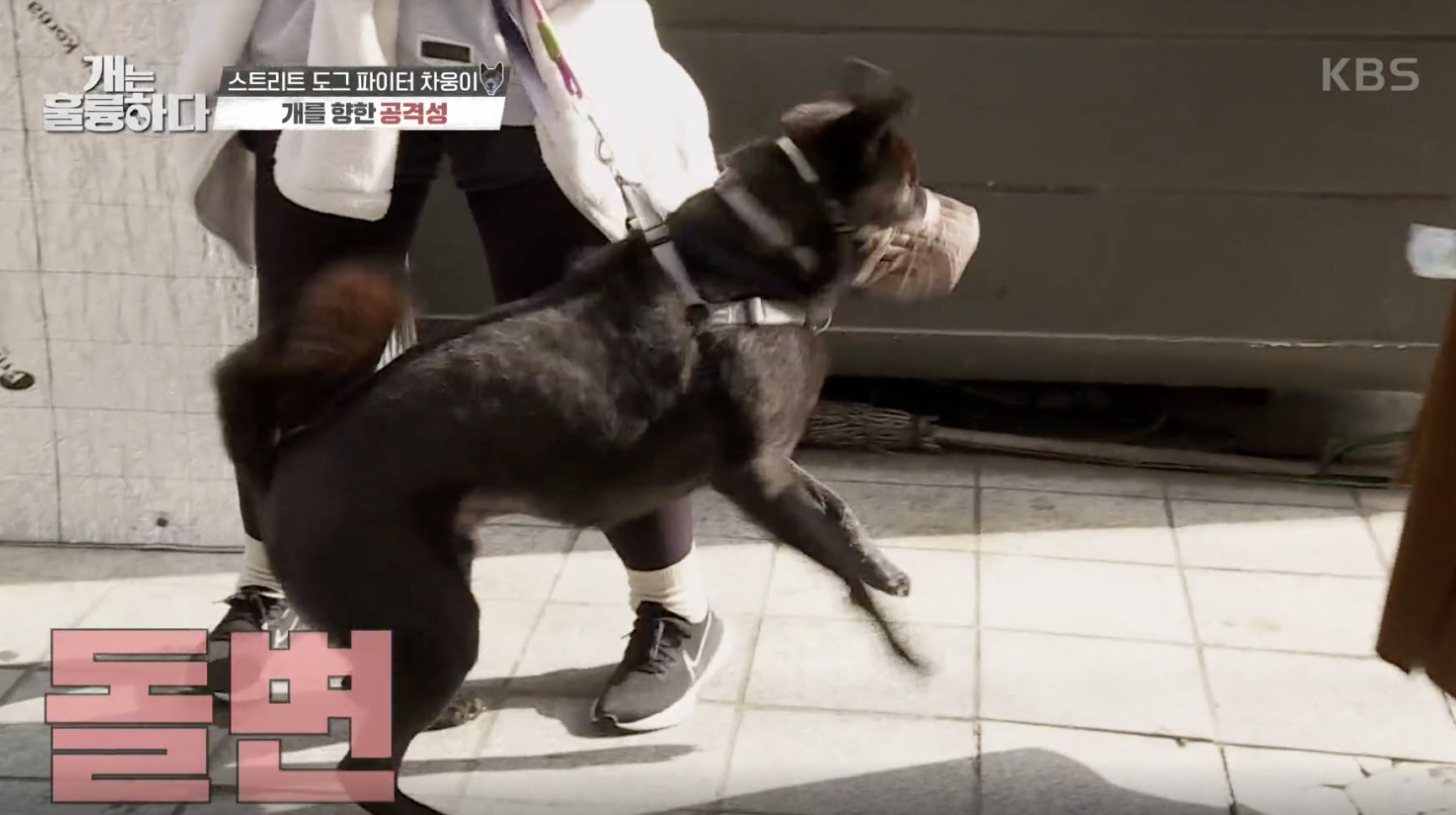 개는 훌륭하다 캡처