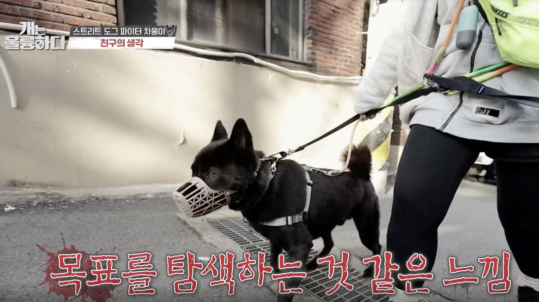 개는 훌륭하다 캡처