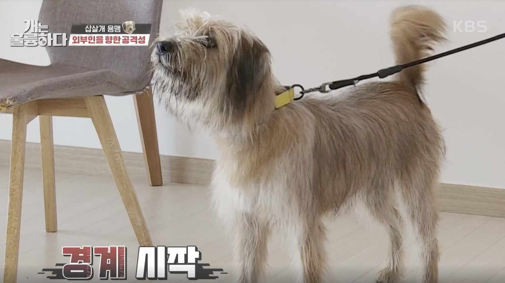 개는 훌륭하다 캡처