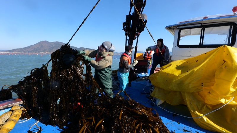 KBS  ‘일꾼의 탄생’