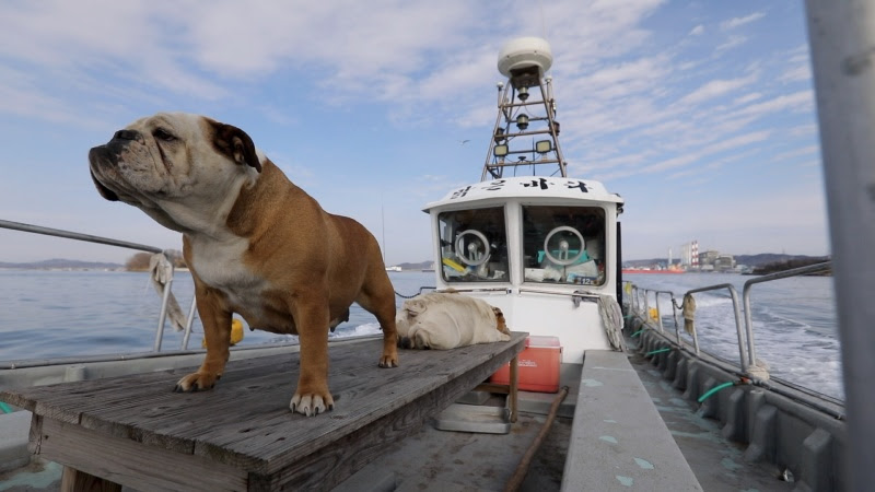  KBS '동물극장 단짝'