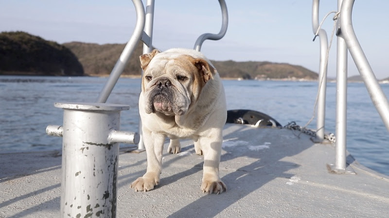  KBS '동물극장 단짝'