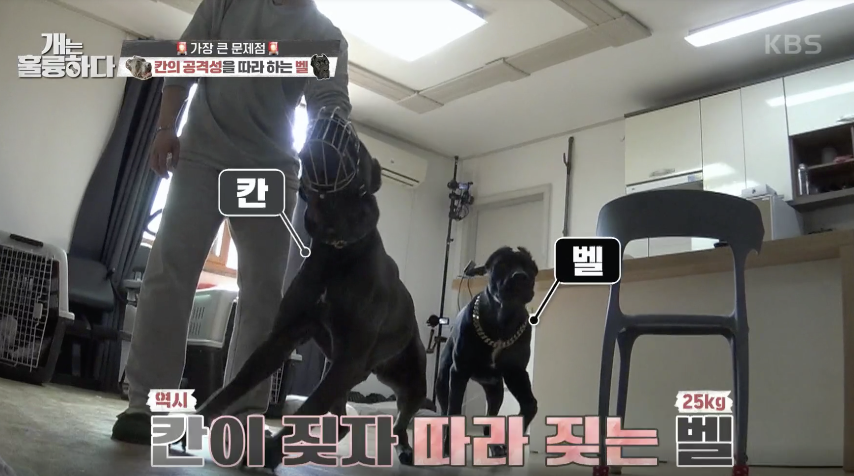 개는 훌륭하다 캡처