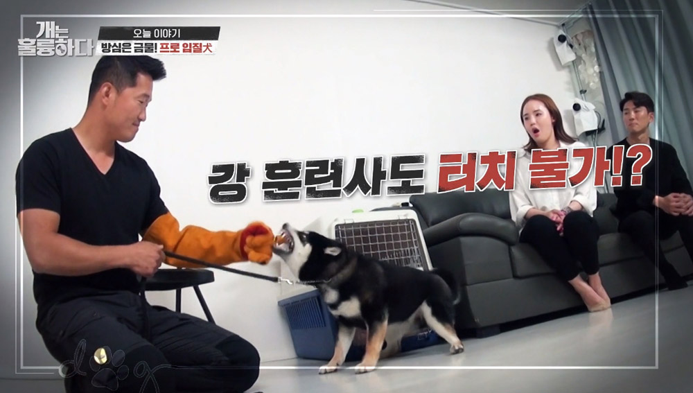  KBS2 ‘개는 훌륭하다’