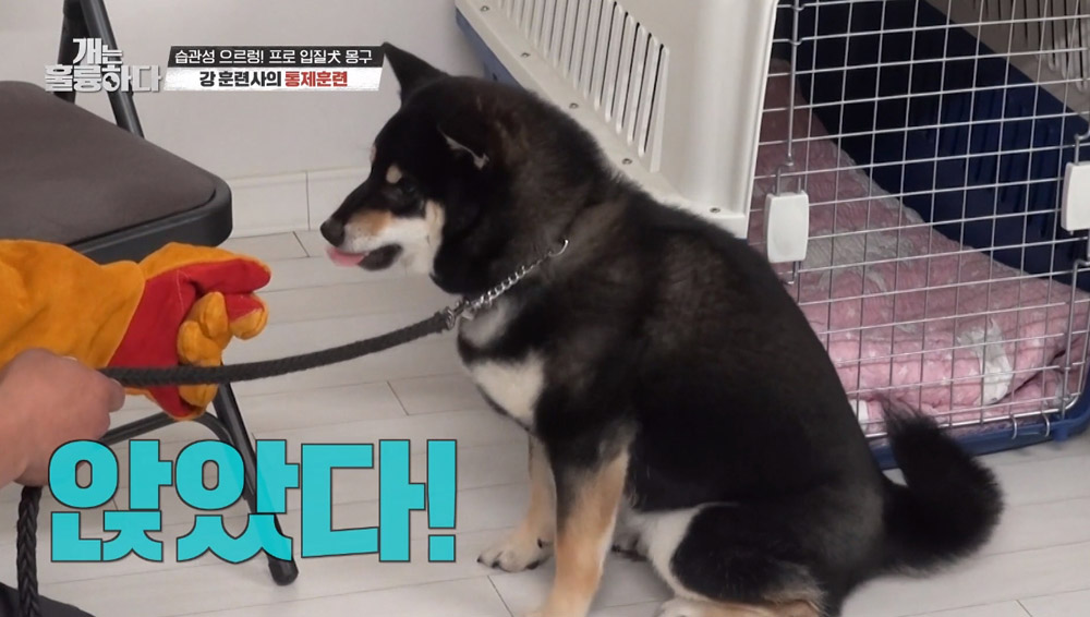  KBS2 ‘개는 훌륭하다’