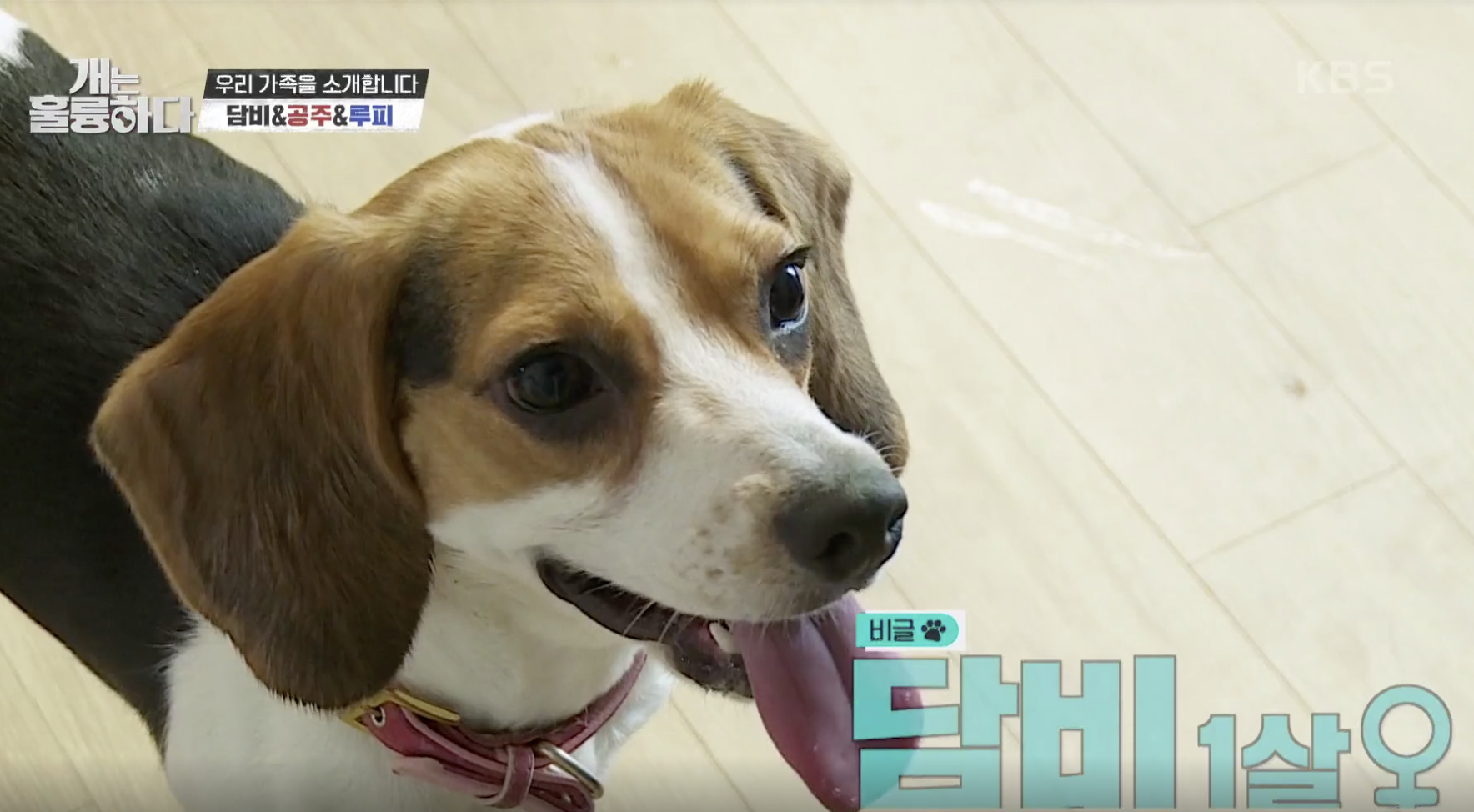 개는 훌륭하다 캡처