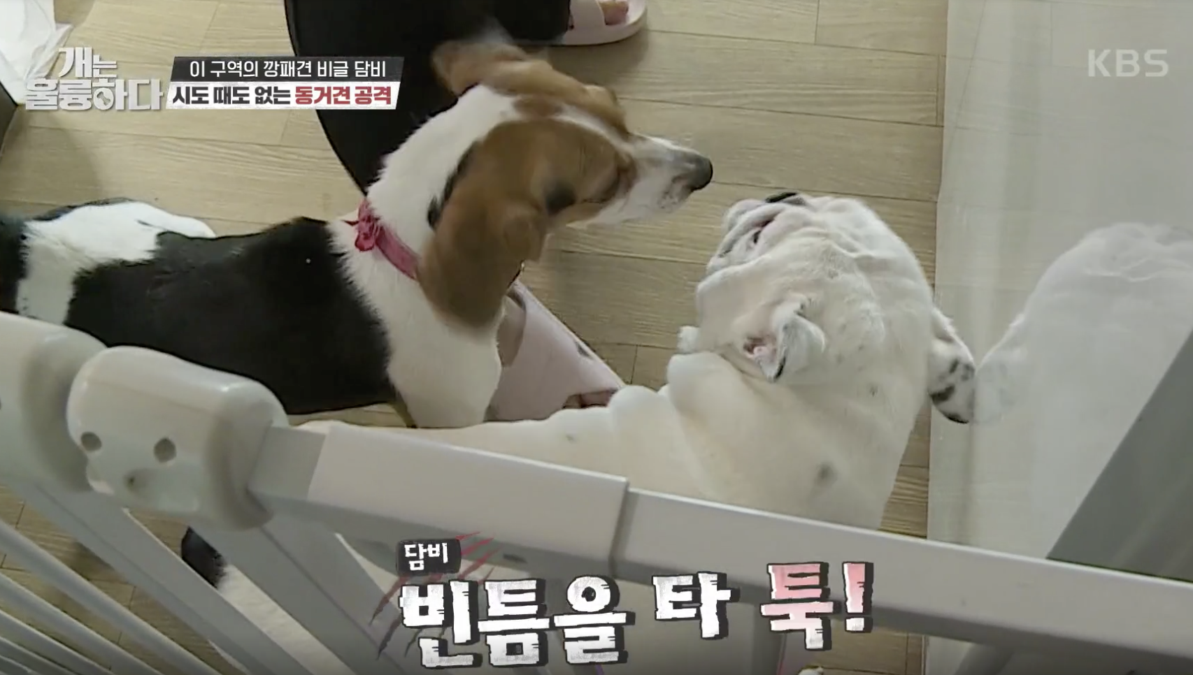 개는 훌륭하다 캡처