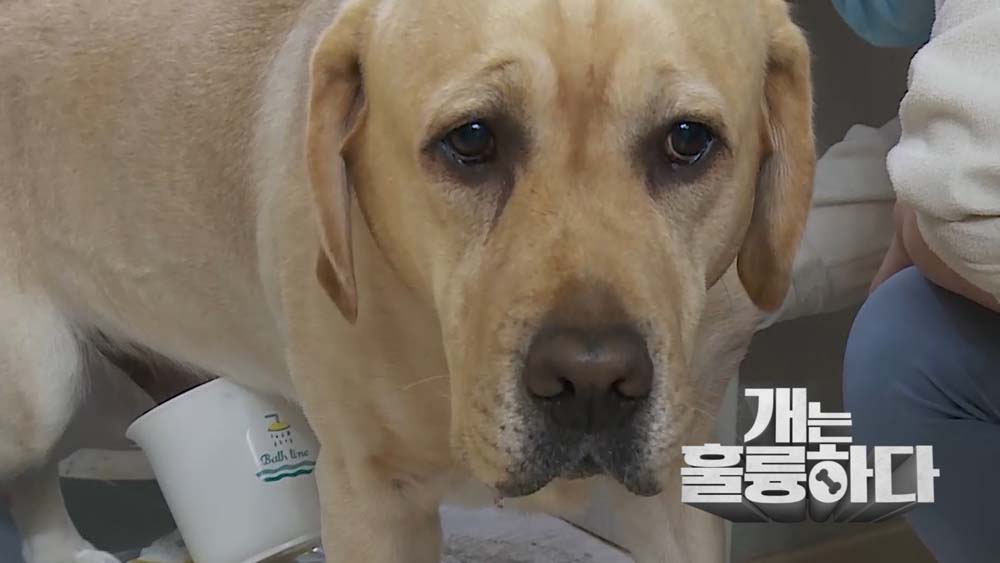 KBS 2TV ‘개는 훌륭하다’