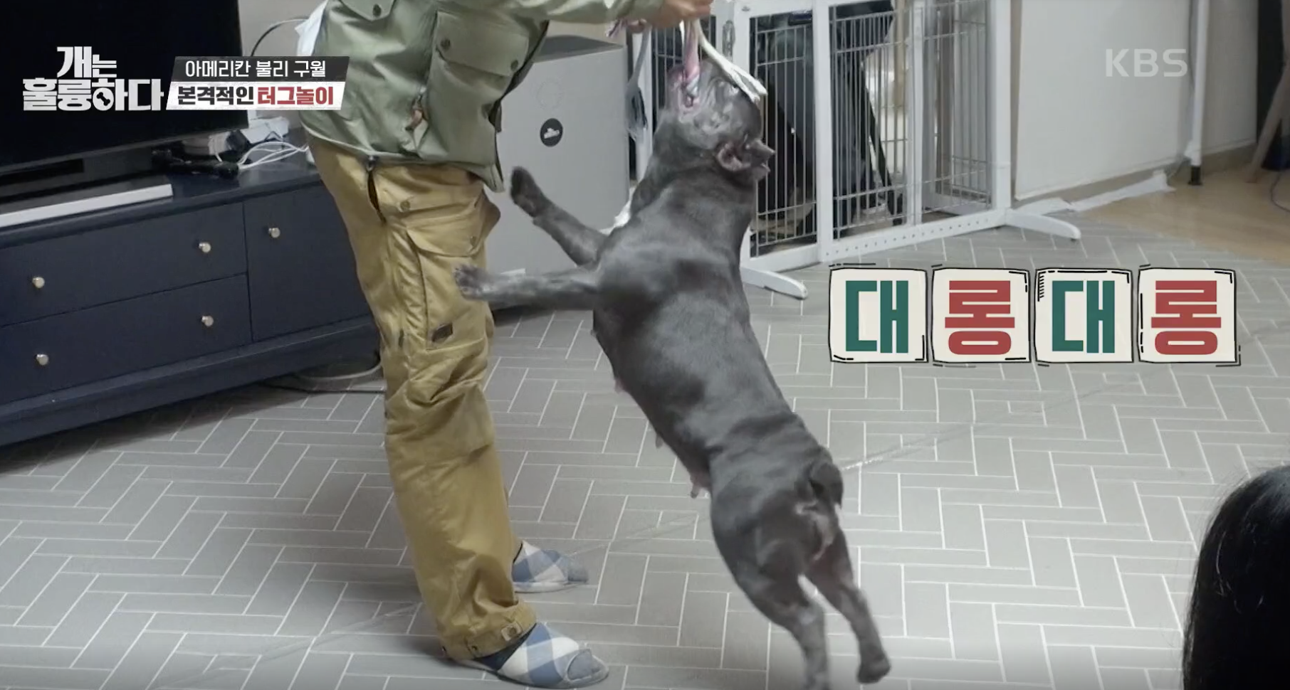 개는 훌륭하다 캡처
