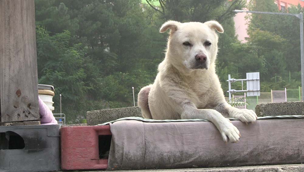 '개의 역사' (감독 김보람, 2017)