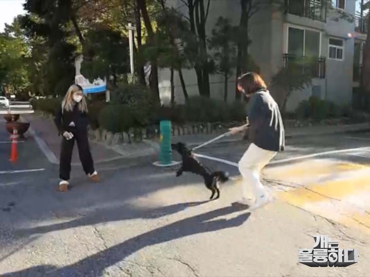  KBS ‘개는 훌륭하다’