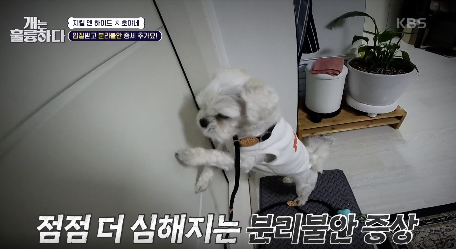 개는 훌륭하다 캡처