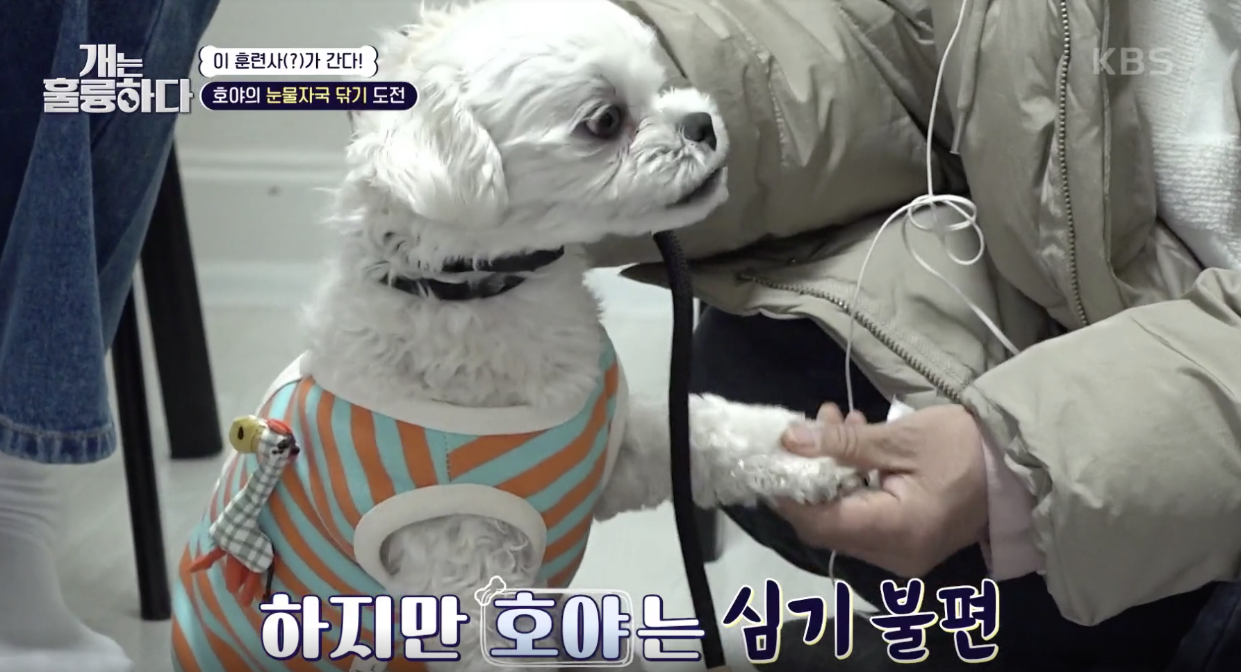 개는 훌륭하다 캡처