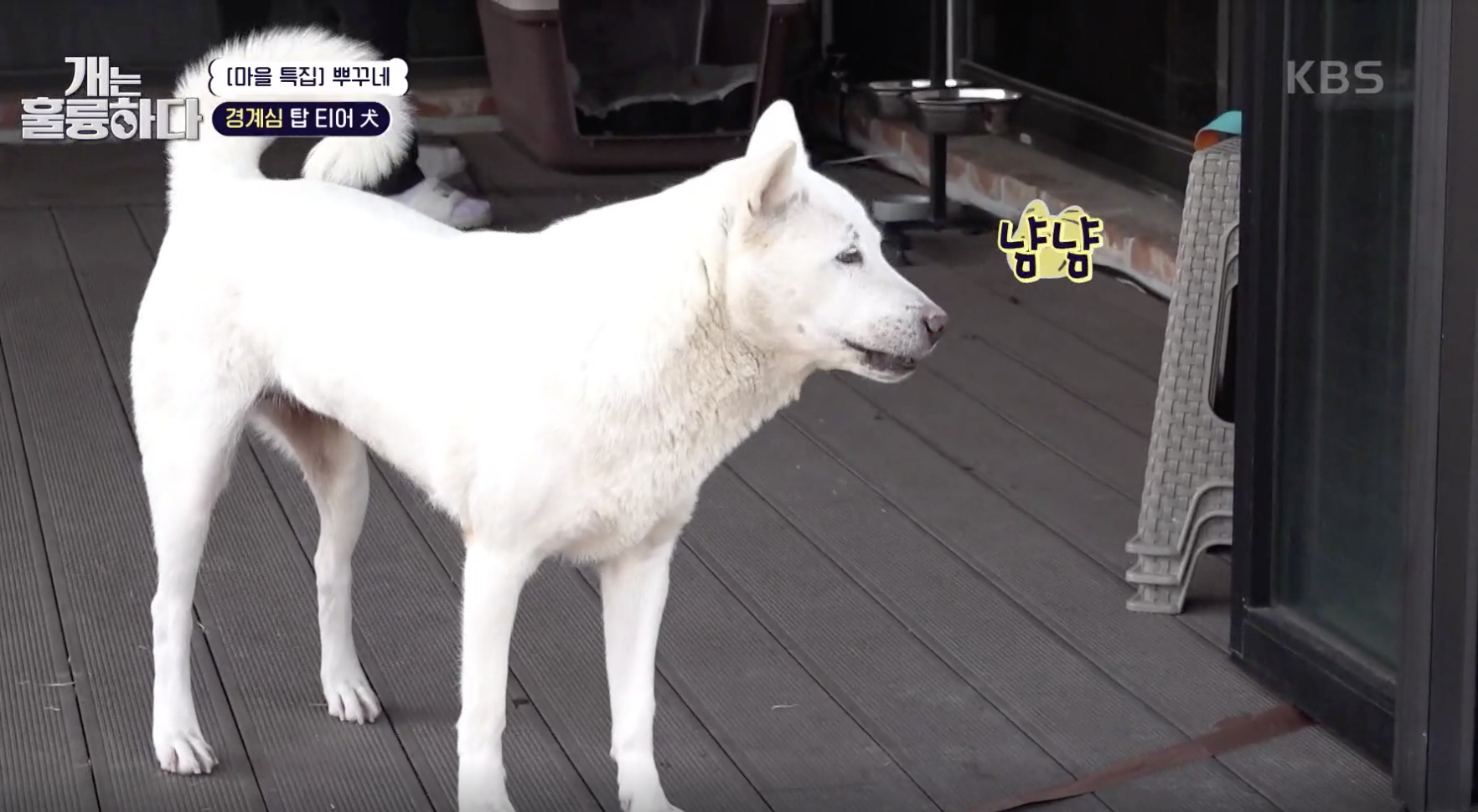 개는 훌륭하다 캡처