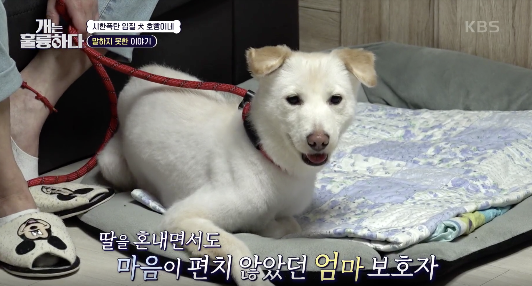 개는 훌륭하다 캡처