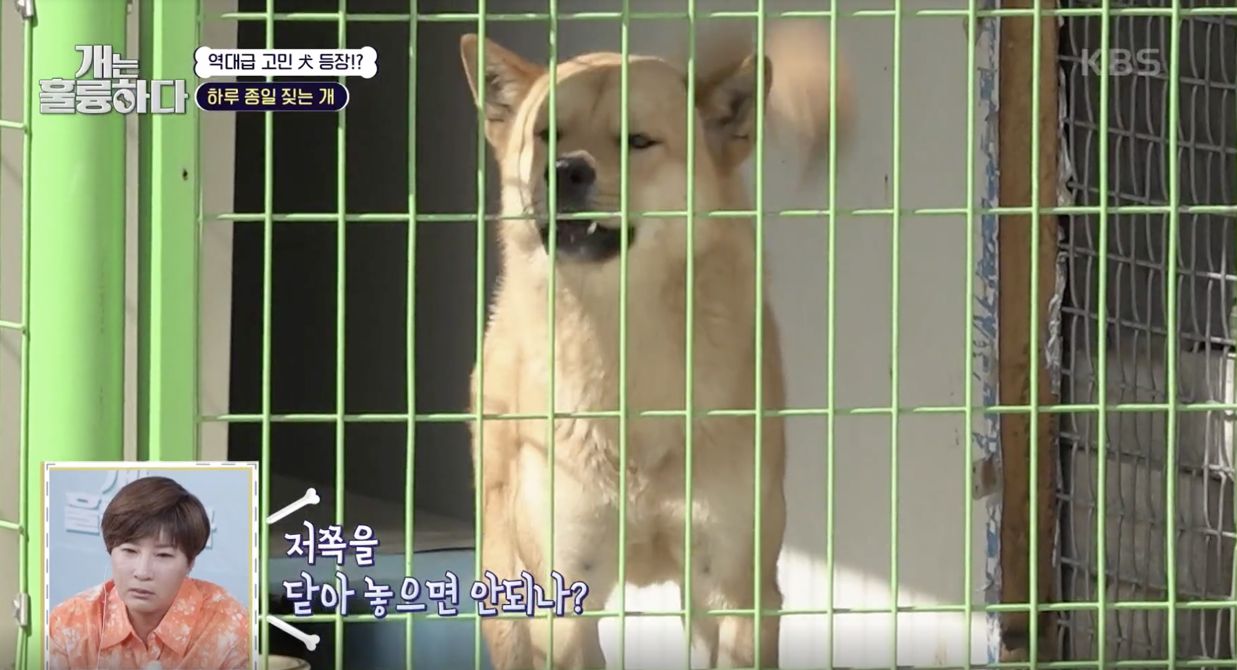 개는 훌륭하다 캡처