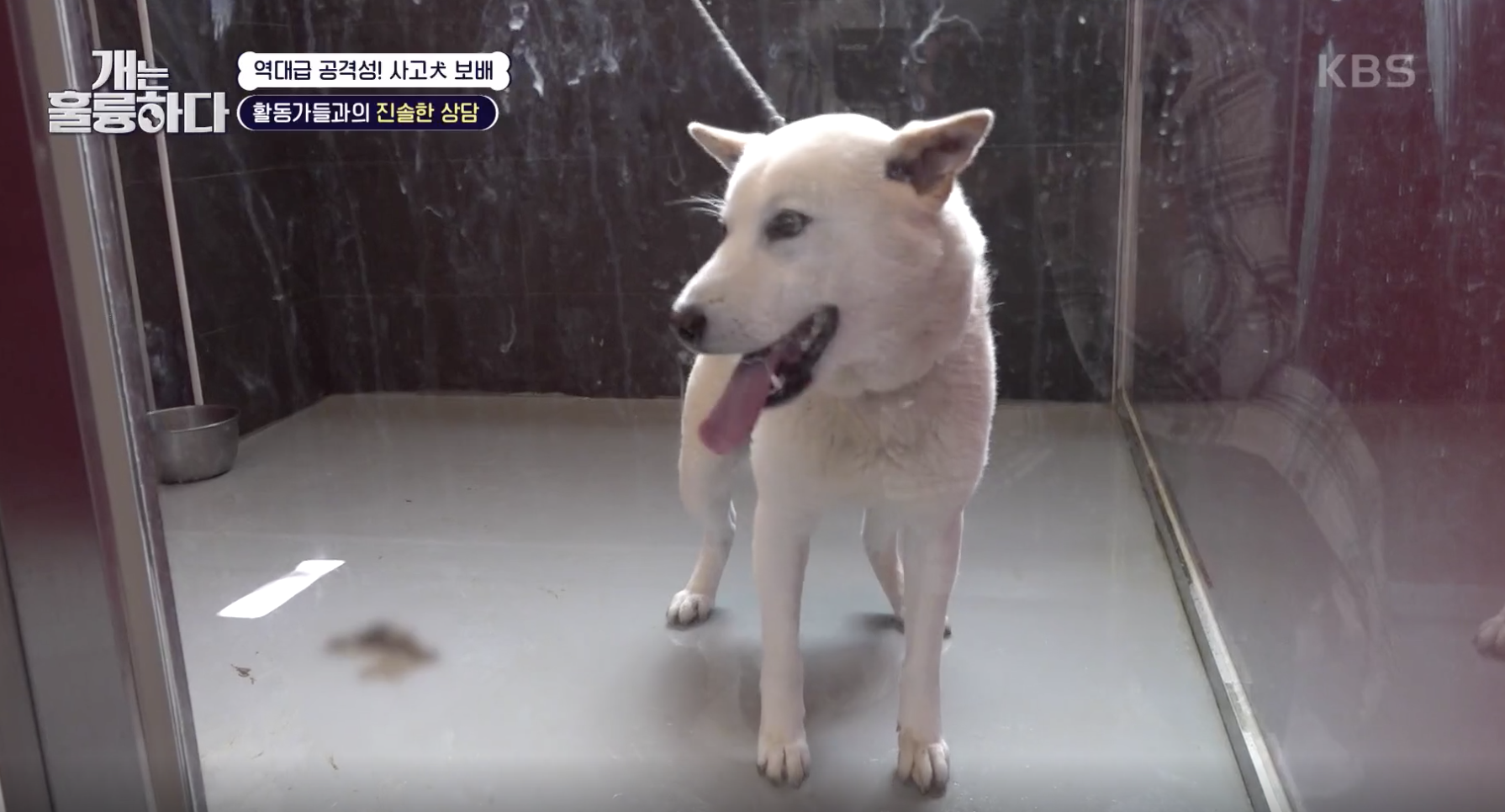 개는 훌륭하다 캡처