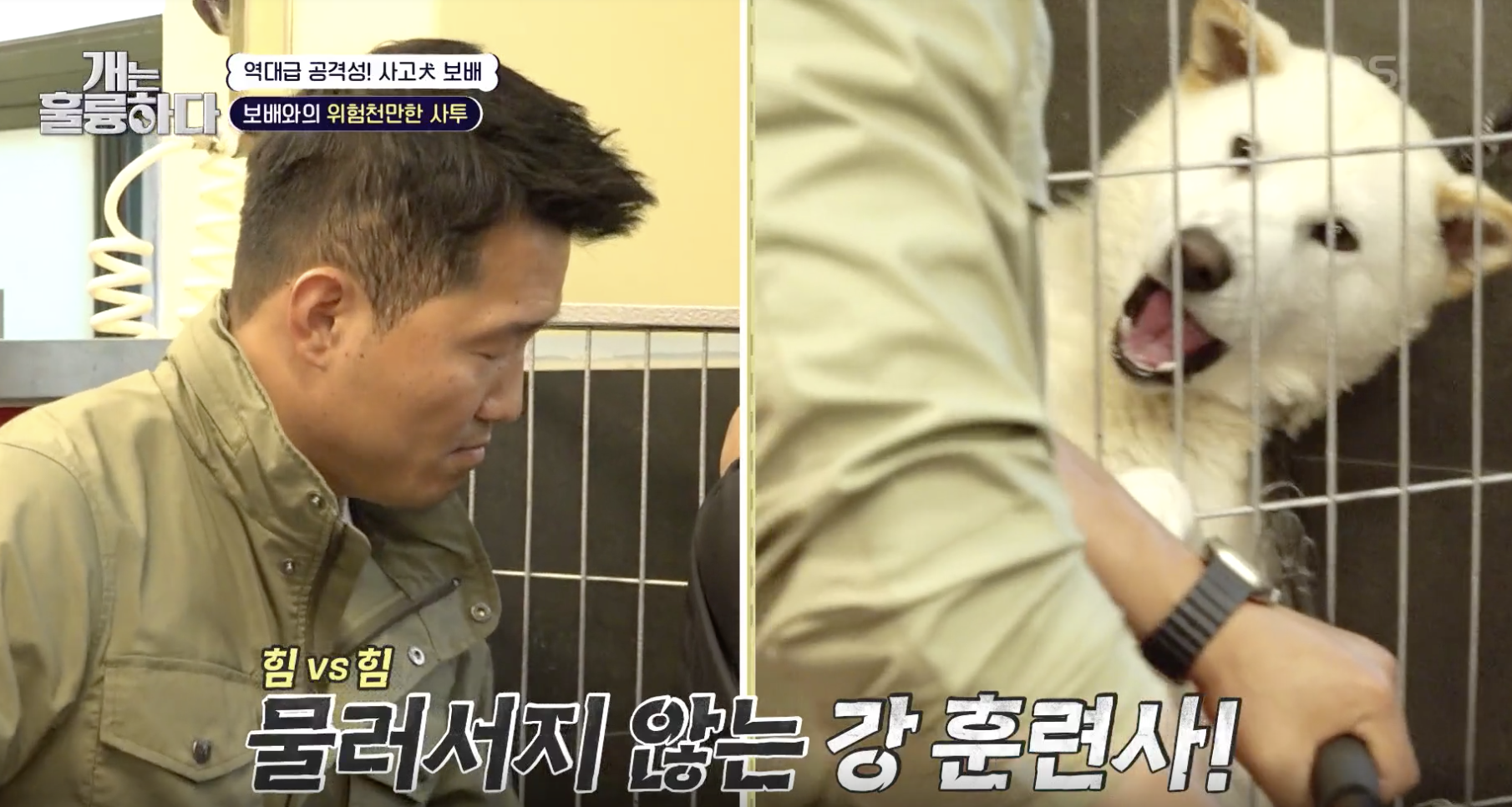 개는 훌륭하다 캡처