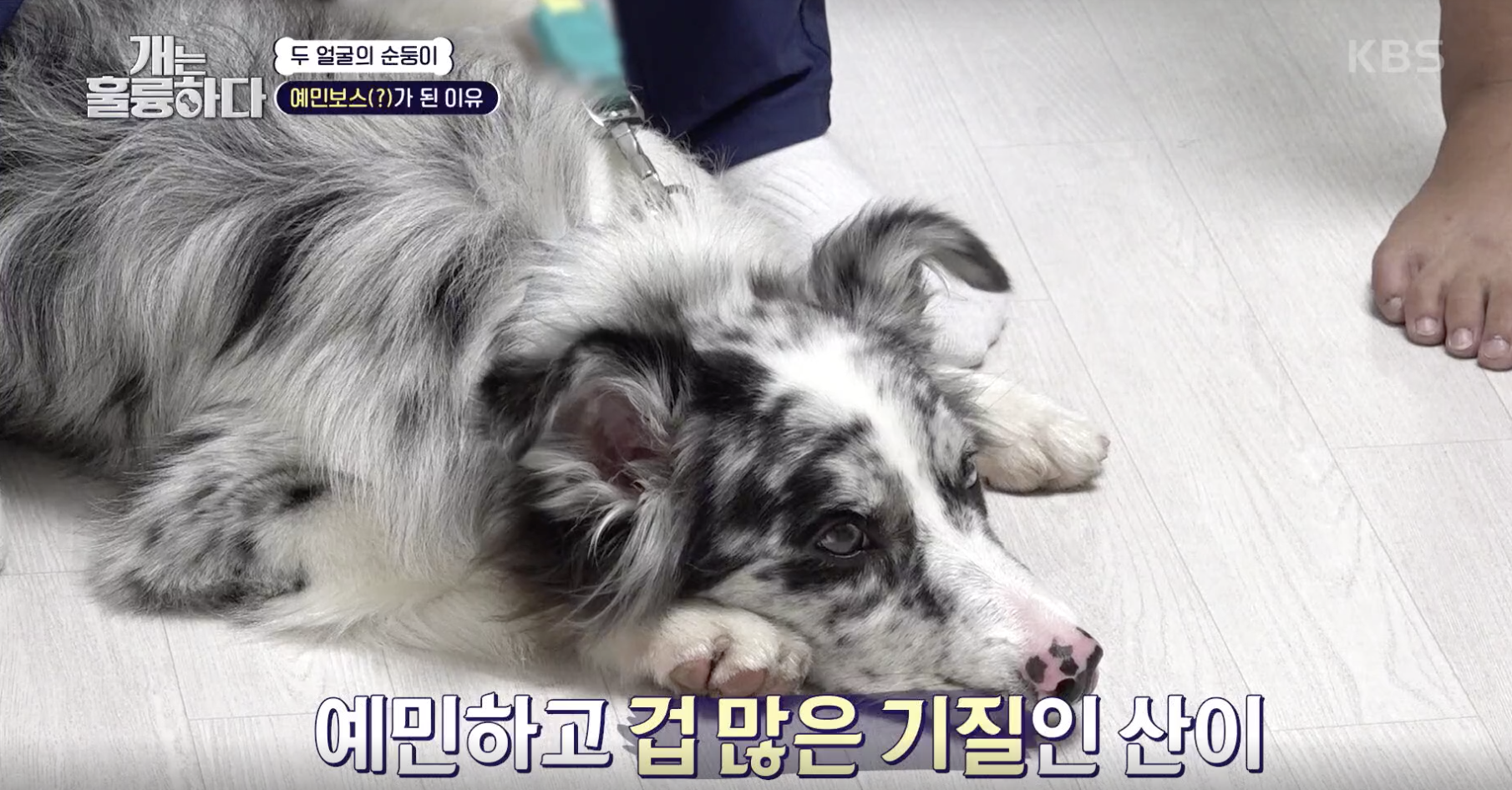 개는 훌륭하다 캡처