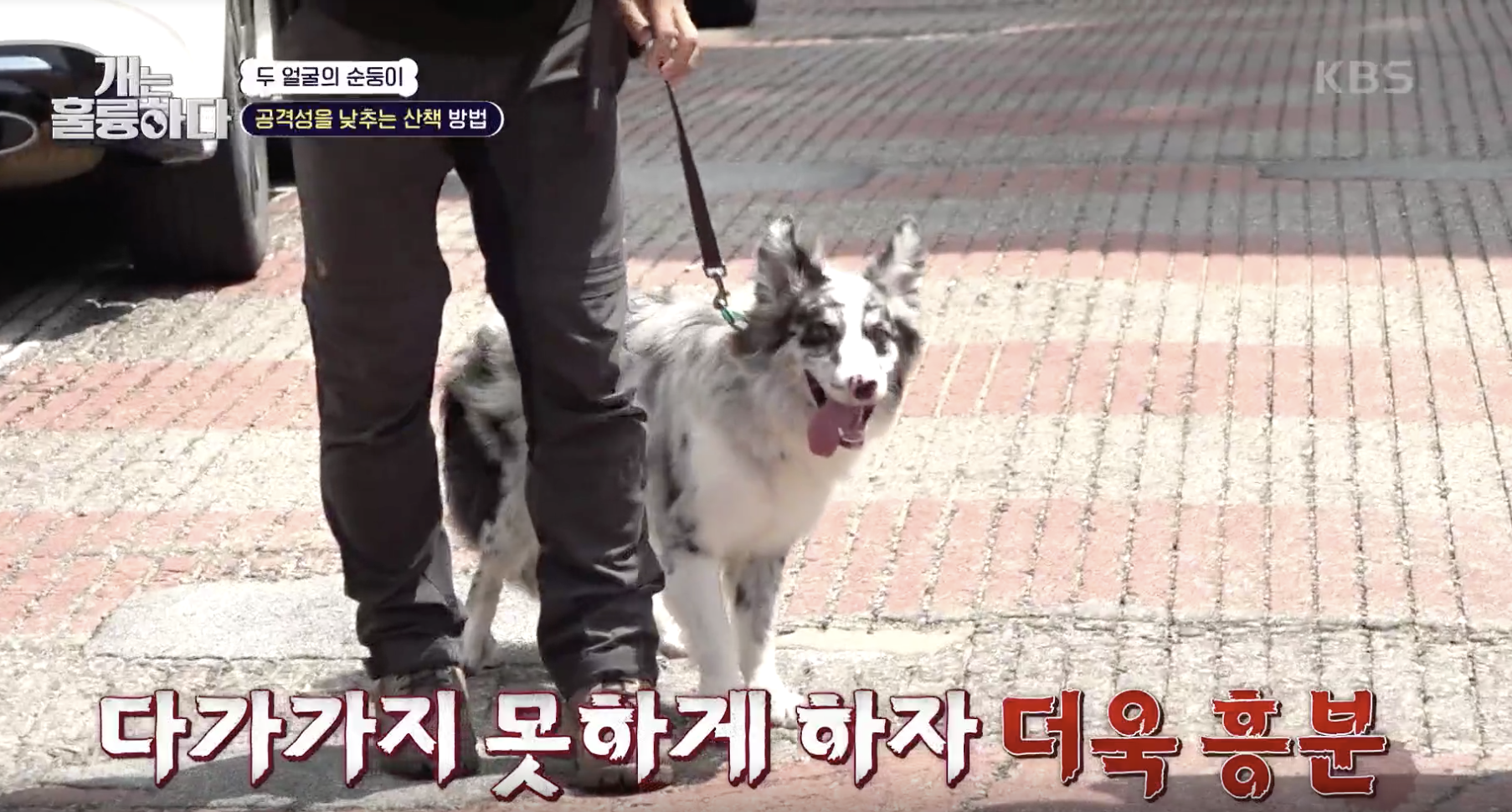 개는 훌륭하다 캡처