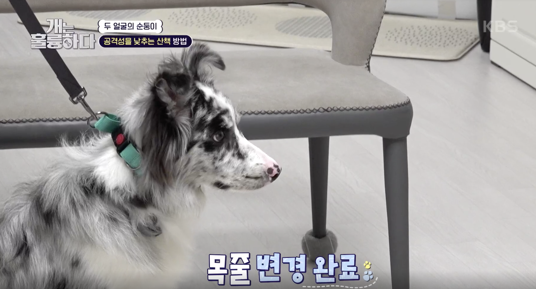 개는 훌륭하다 캡처