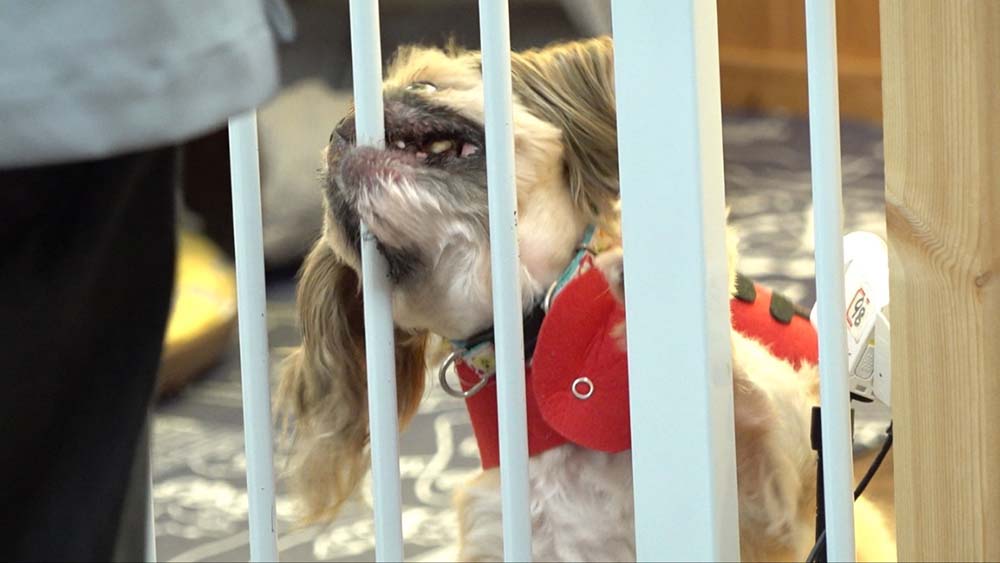 KBS 2TV ‘개는 훌륭하다’