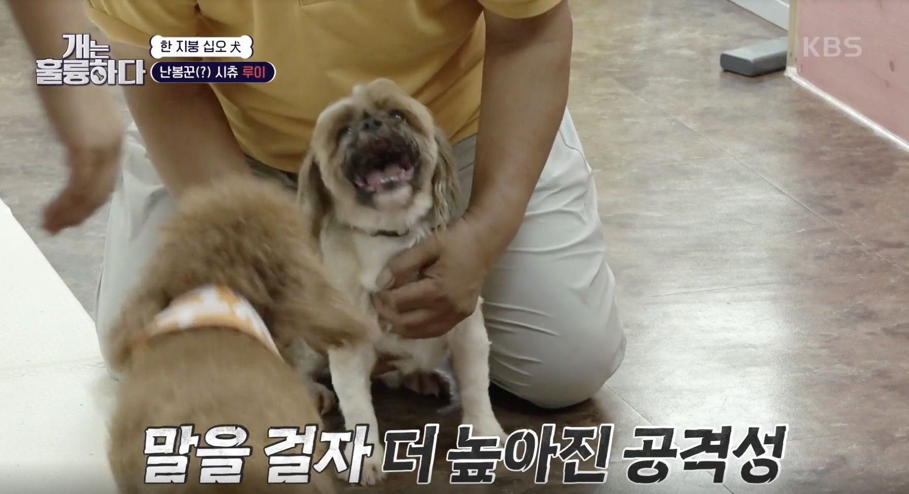 개는 훌륭하다 캡처