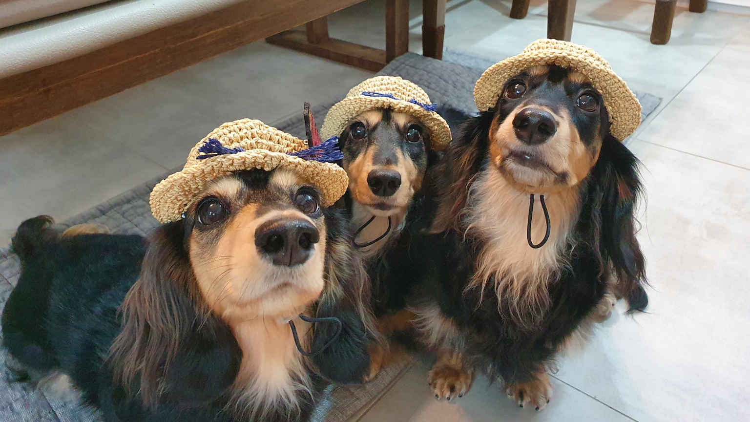 KBS2 ‘개는 훌륭하다’