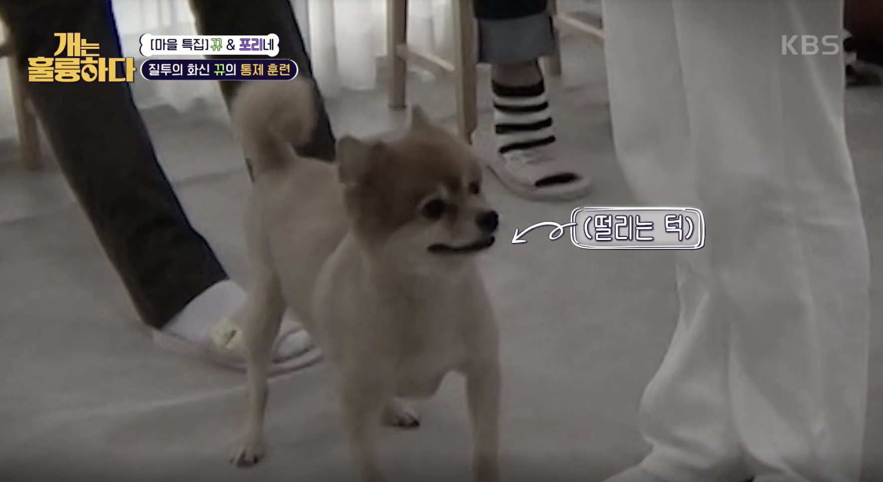 개는 훌륭하다 캡처