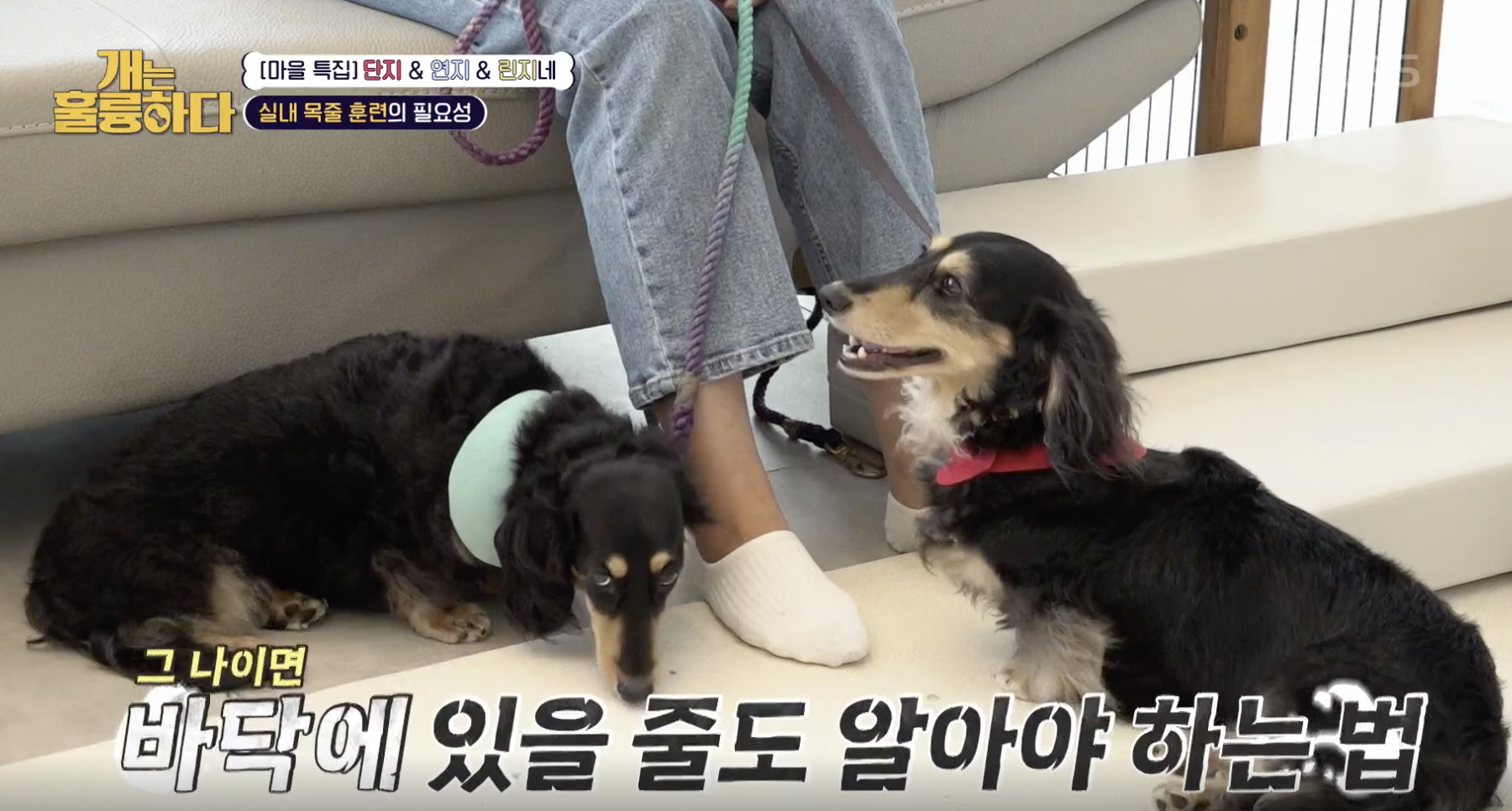 개는 훌륭하다 캡처