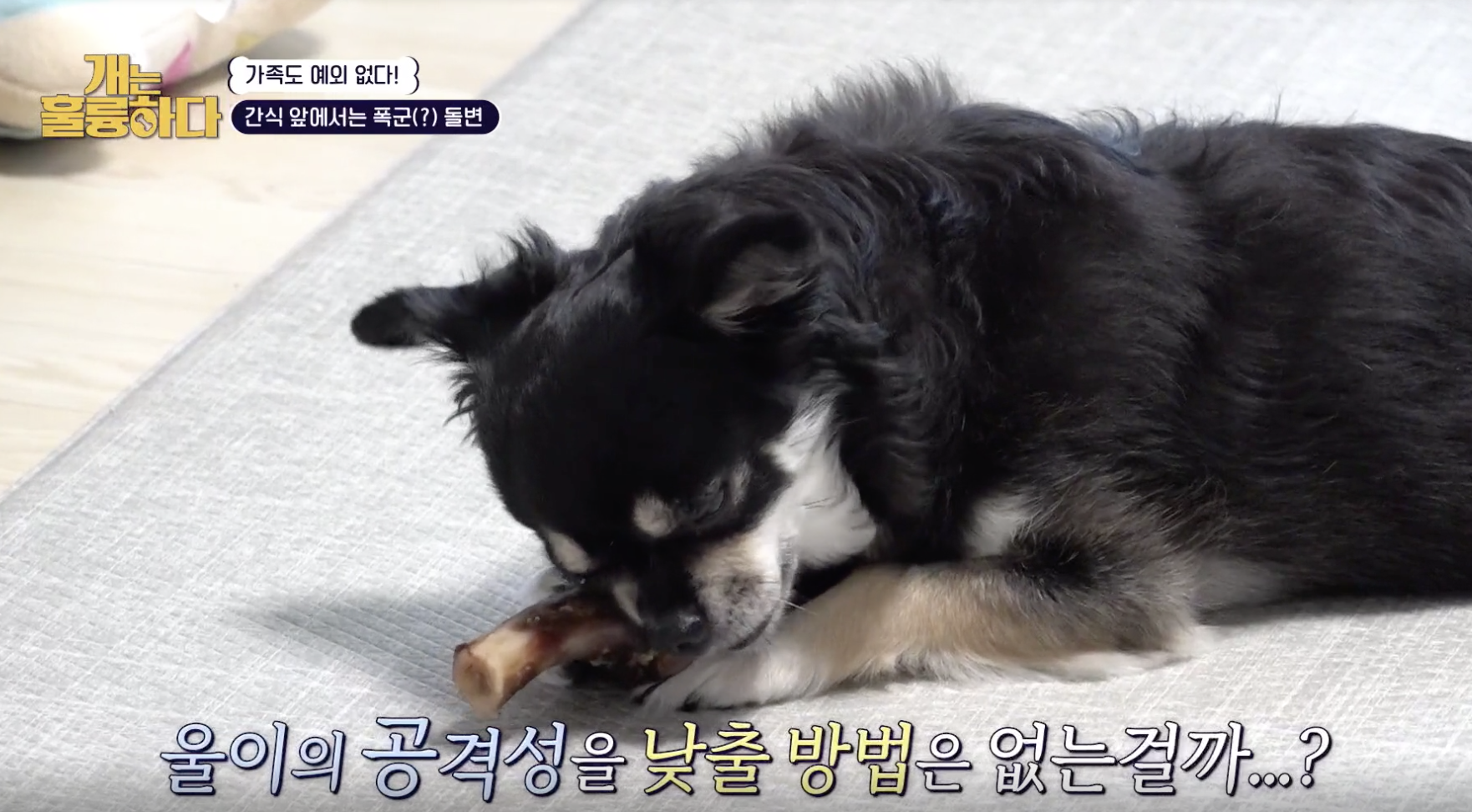 개는 훌륭하다 캡처