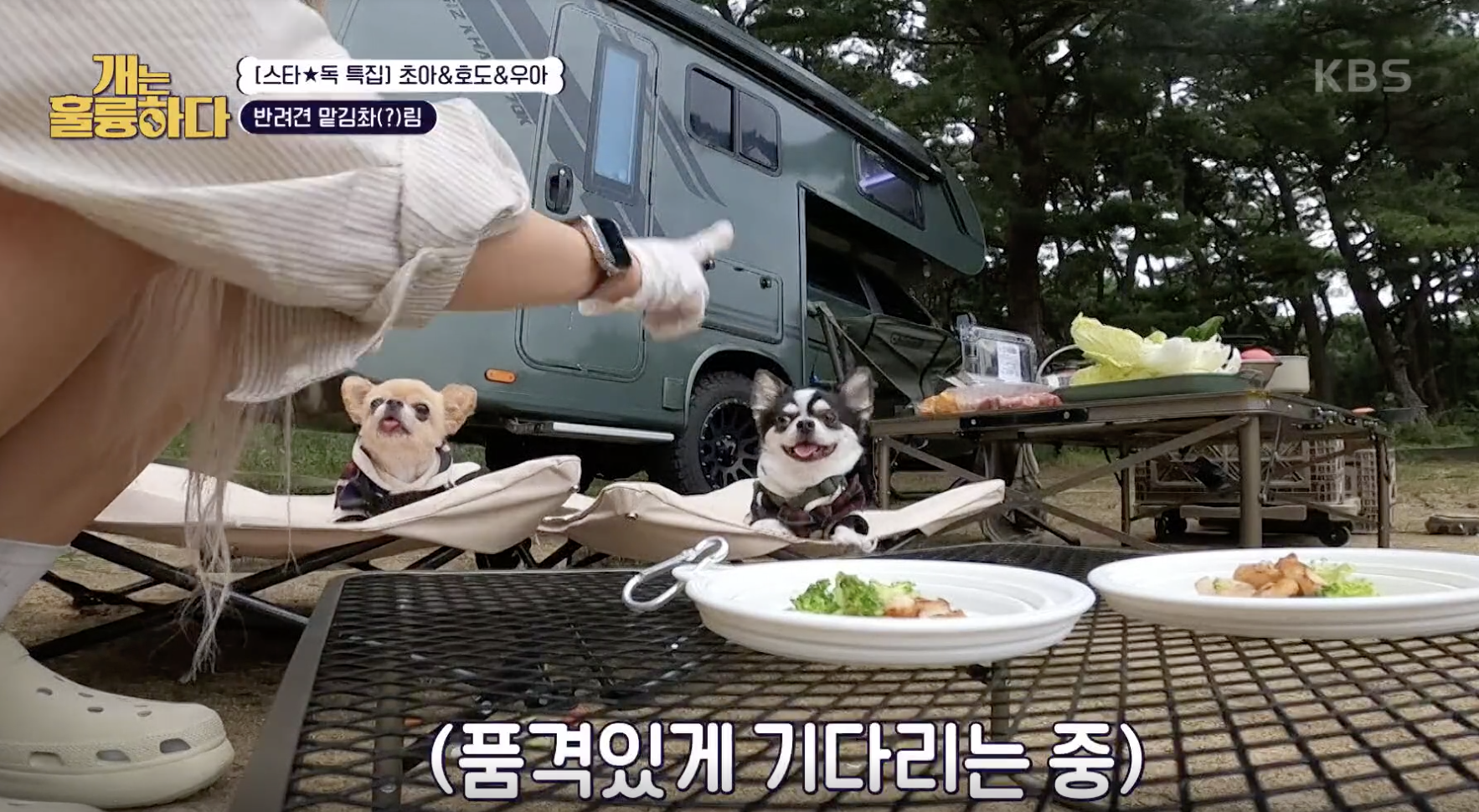 개는 훌륭하다 캡처