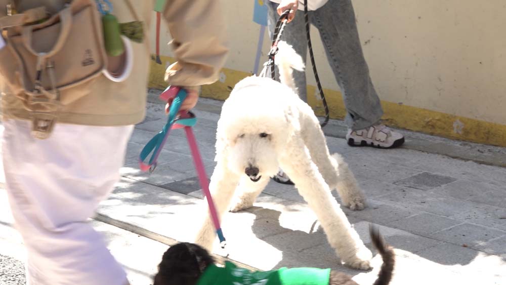 KBS2 ‘개는 훌륭하다’