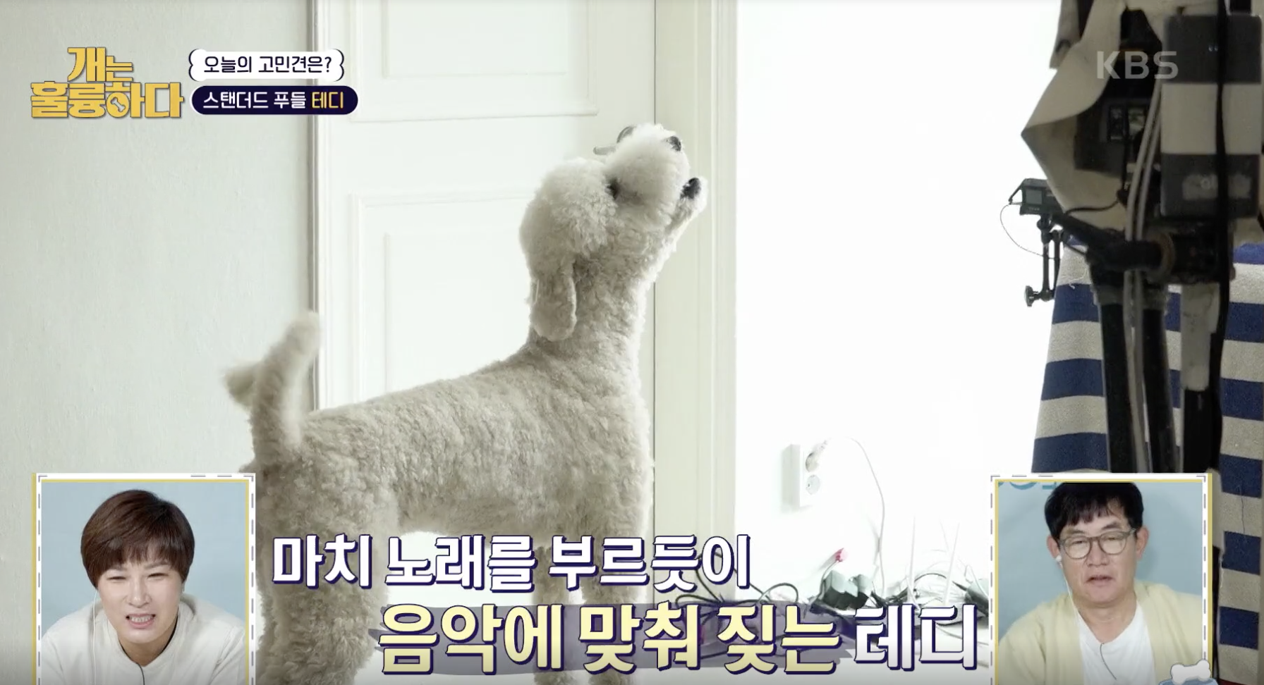 개는 훌륭하다 캡처