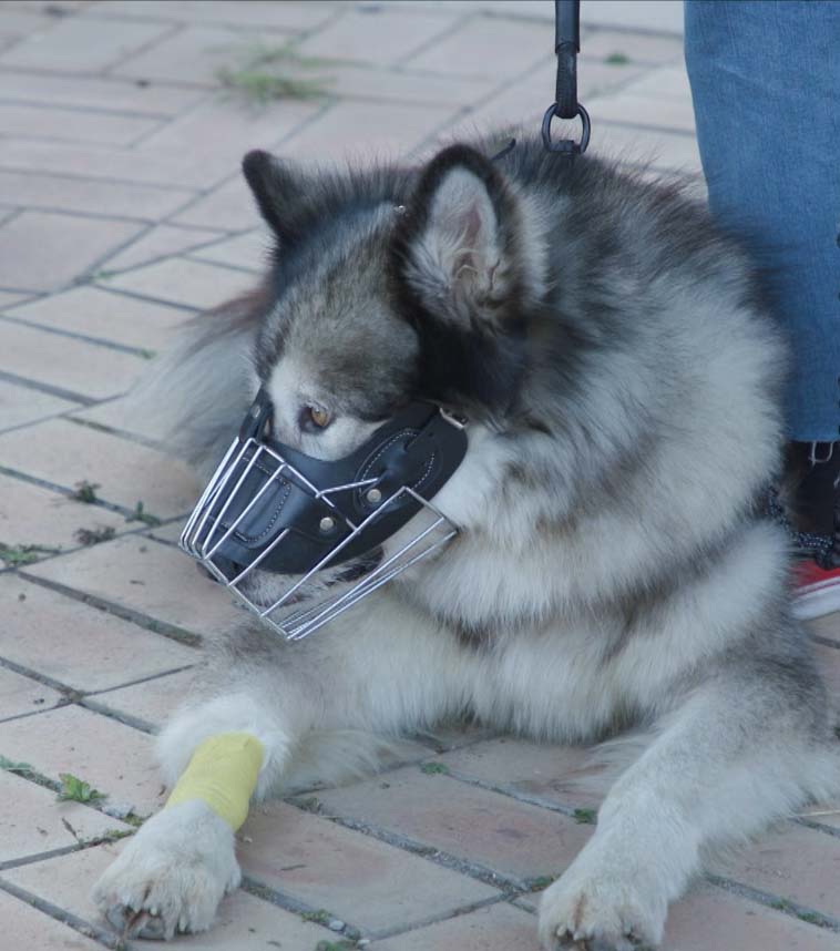 KBS 2TV <개는 훌륭하다>