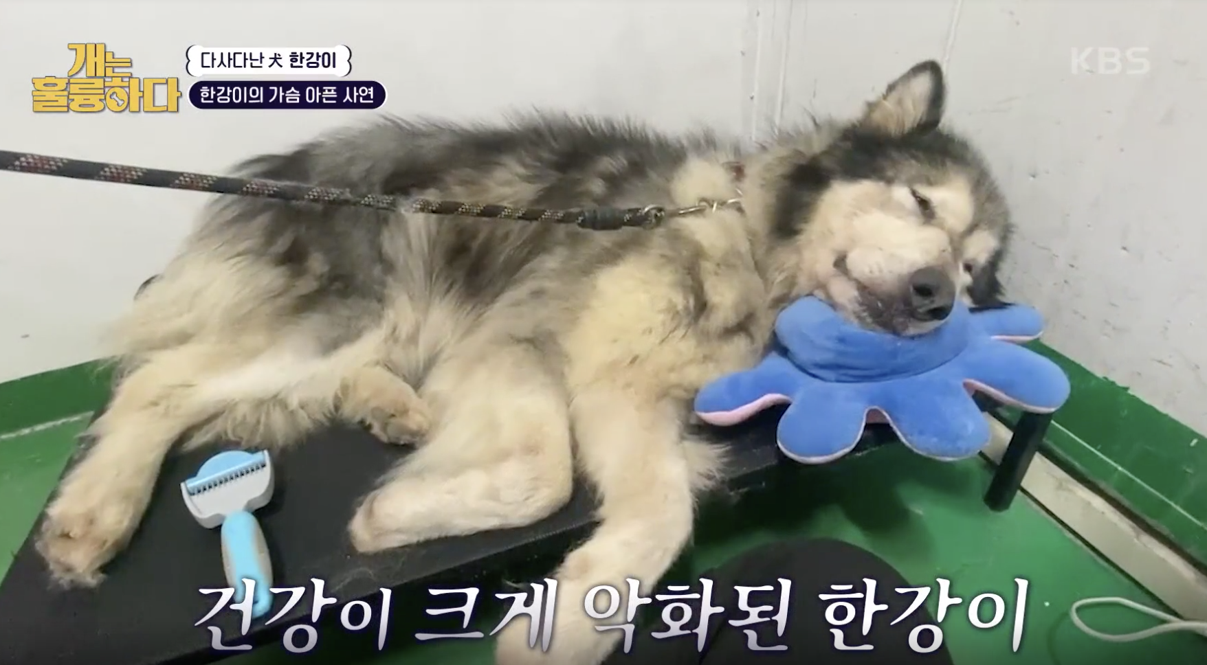 개는 훌륭하다 캡처