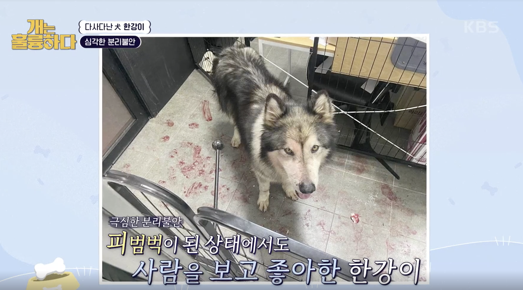 개는 흘륭하다 캡처