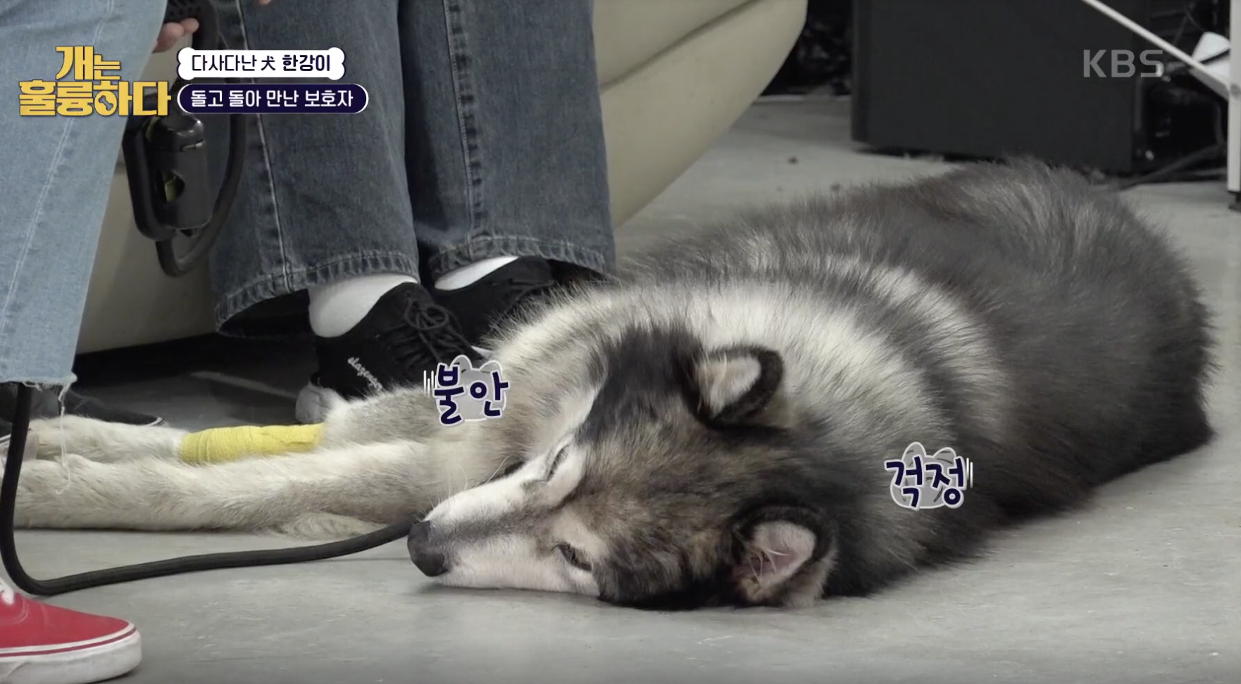 개는 훌륭하다 캡처