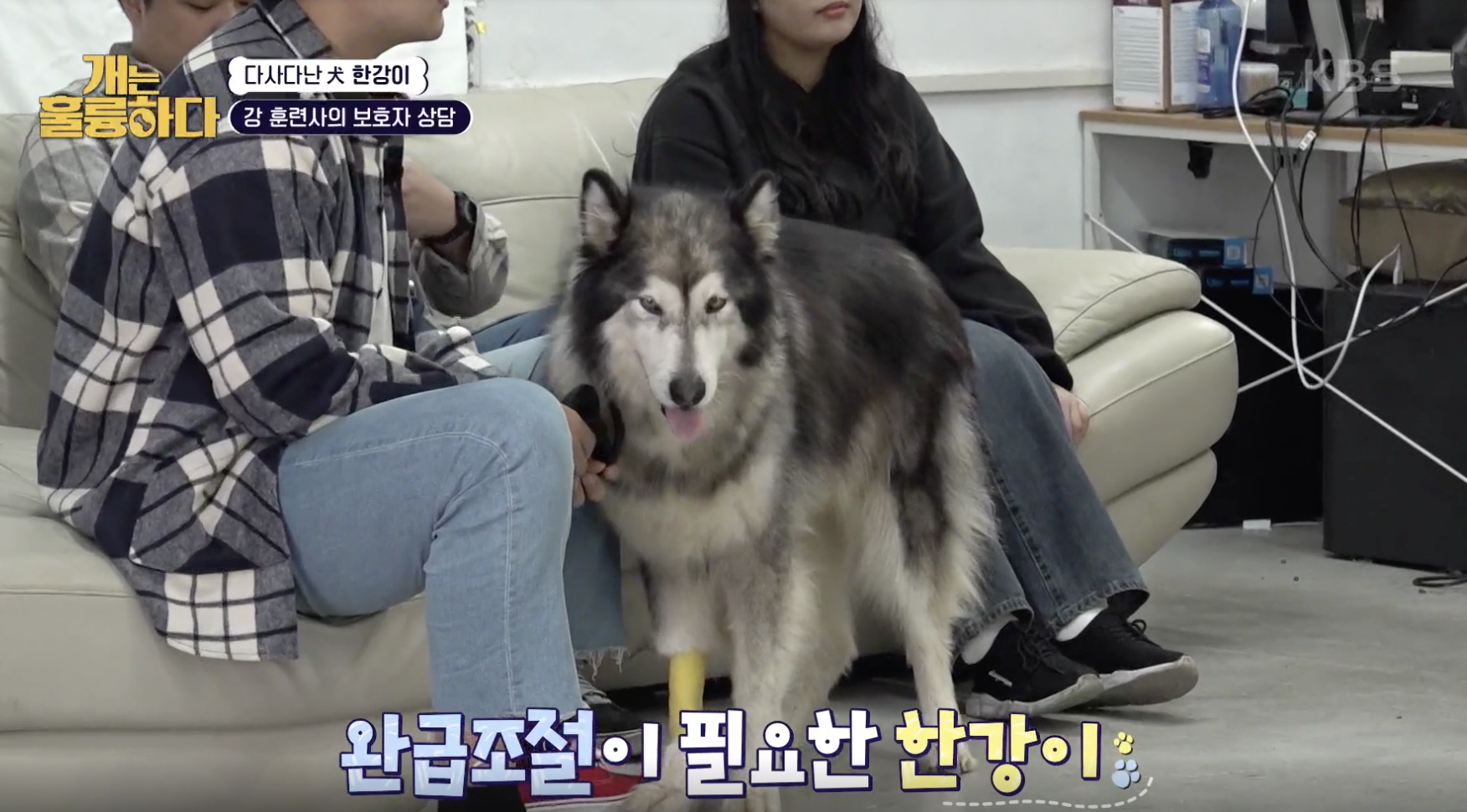 개는 훌륭하다 캡처