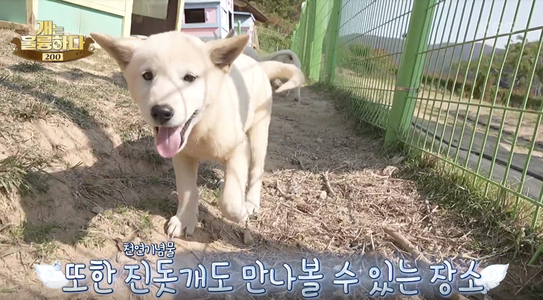 개는 훌륭하다 캡처