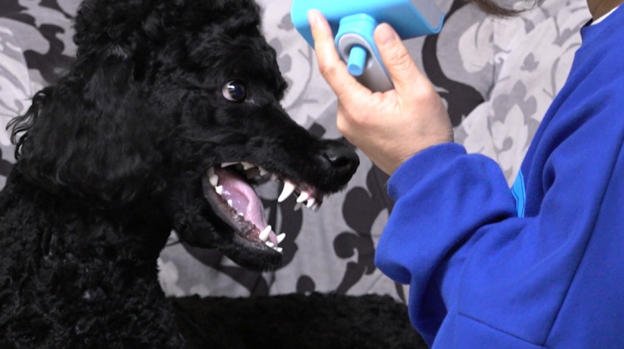  KBS2 ‘개는 훌륭하다’