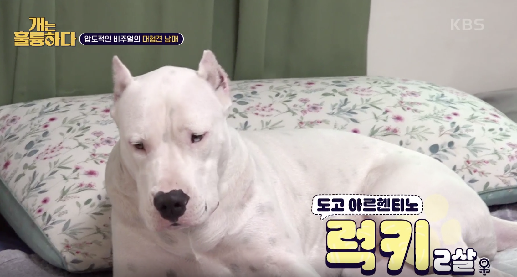 개는 훌륭하다 캡처