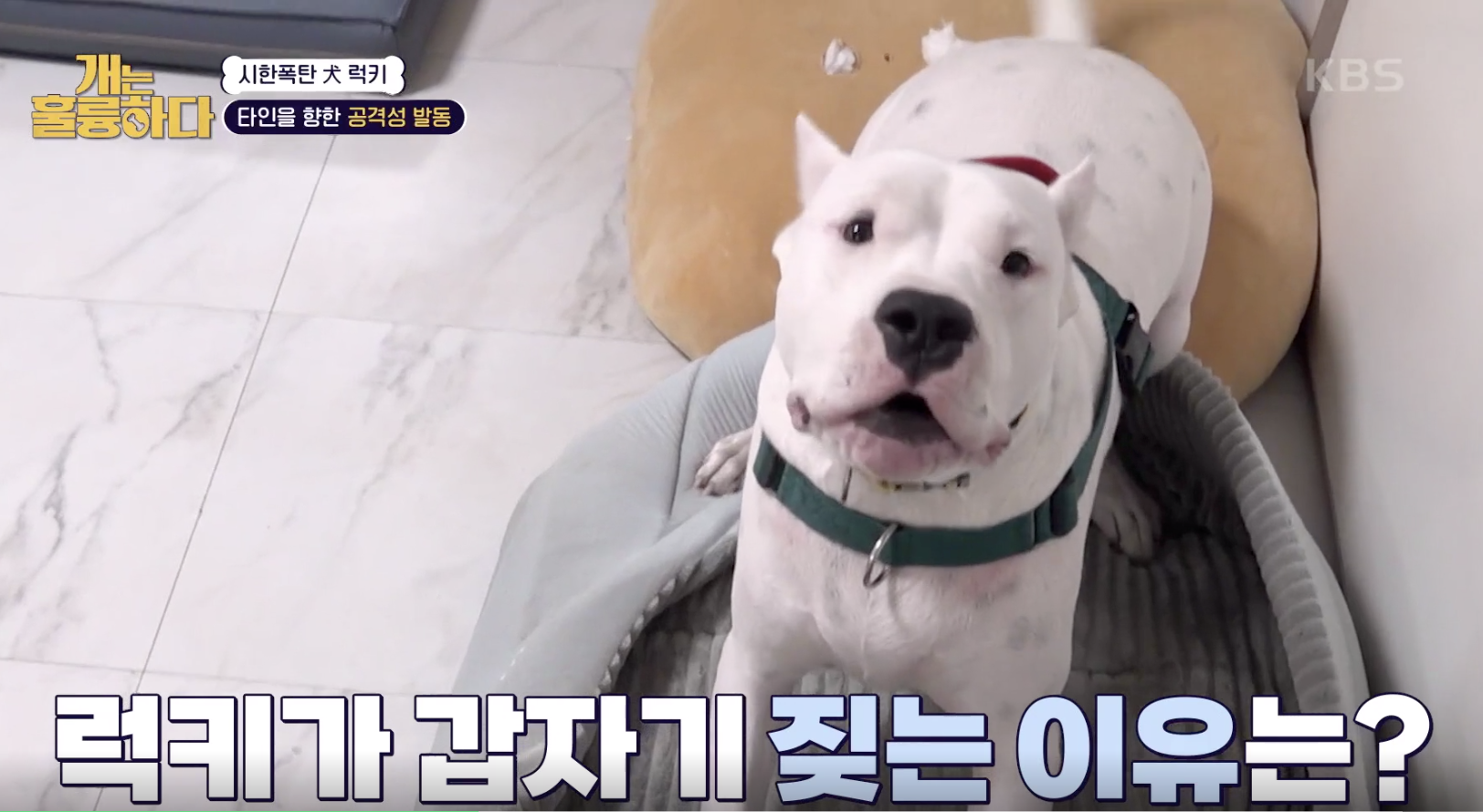 개는 훌륭하다 캡처