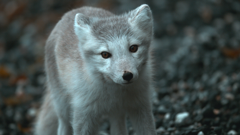 KBS 대기획  ‘빙하 3부작’