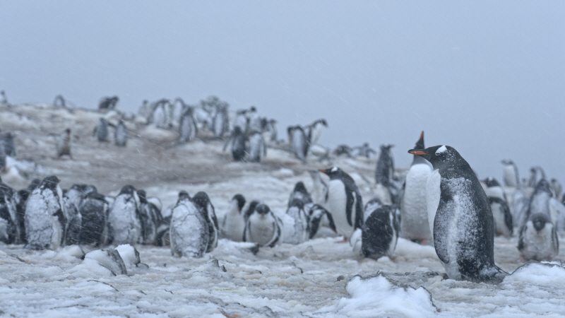 KBS 대기획  ‘빙하 3부작’